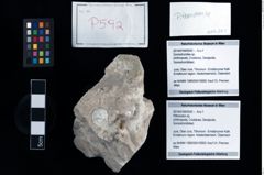 Foto (Objekt + Etikett) von Pithonoton sp.  (NHMW-GEO-2014-0194-0592)